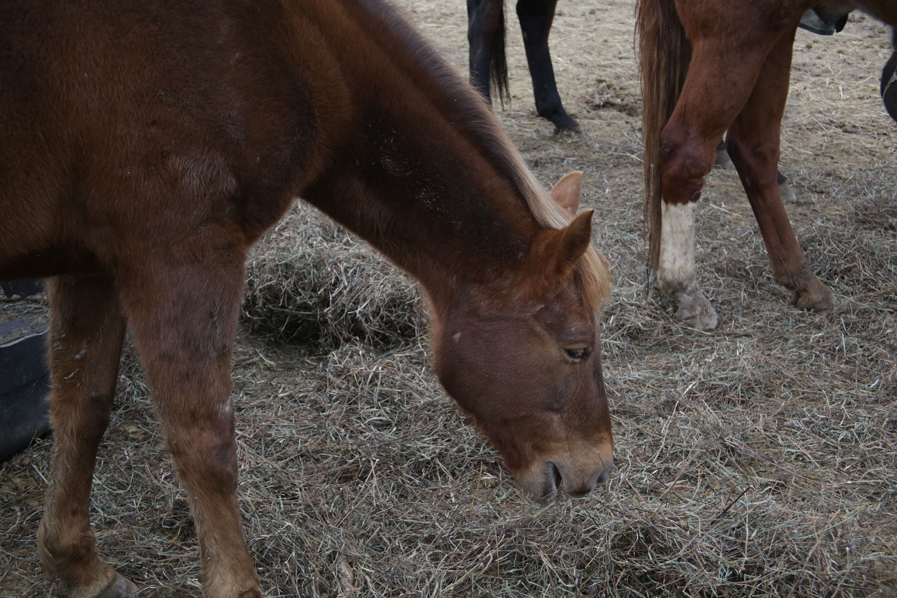Erin's Farm animal sanctuary